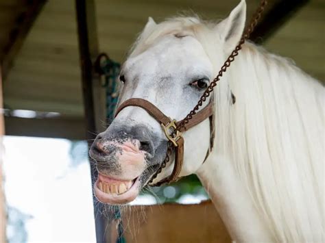 77 Funny Horse Sayings & Quotes .